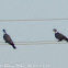 Wood Pigeon; Paloma Torcaz