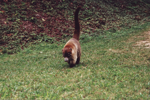 Spotting Image 1