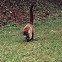 White-nosed coati
