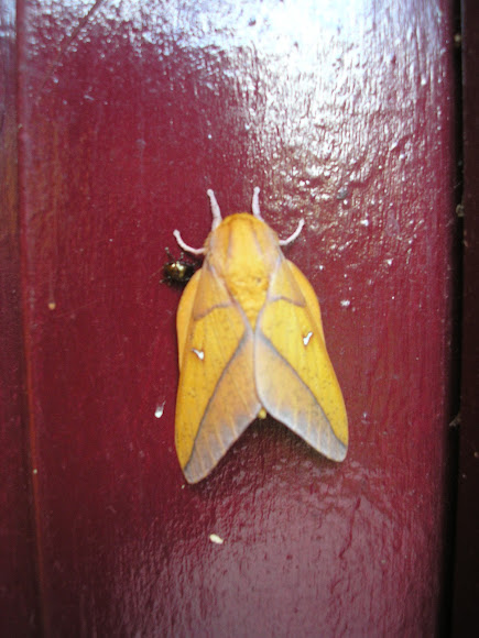 Spotting Image 1