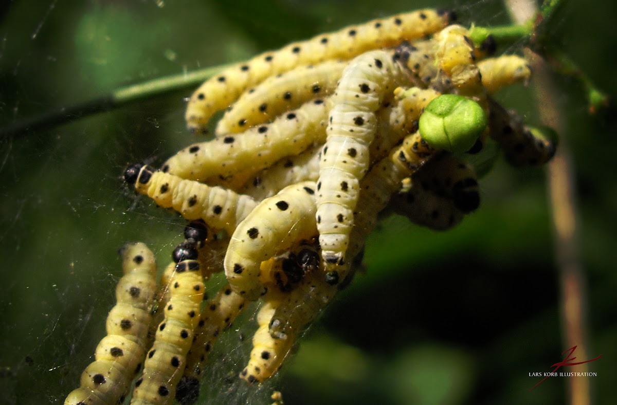 Spindle Ermine