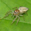 Jumping Spider