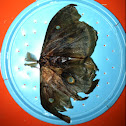 Polyphemus Moth