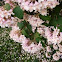 Beauty bush
