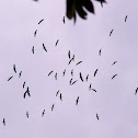 Wood Stork