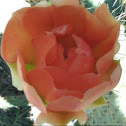 Cow tongue prickly pear
