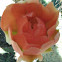 Cow tongue prickly pear