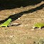 Parakeets
