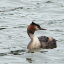 Great Crested Grebe
