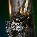 Lily pad stalker / jumping spider