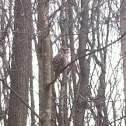 Barred Owl