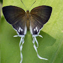 Black Fairy Hairstreak