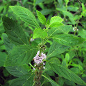 Field Mint