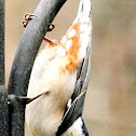 White-breasted nuthatch