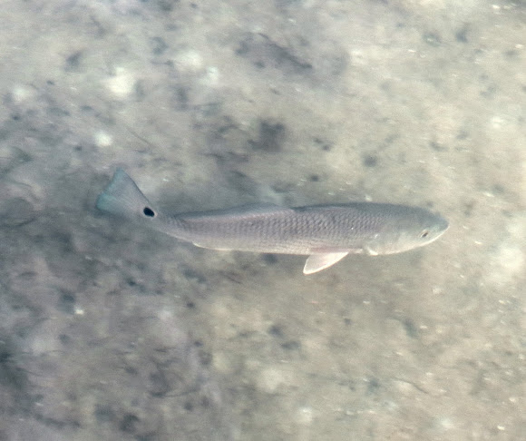 Spotting Image 1