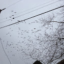 Snow Goose
