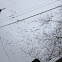 Snow Goose