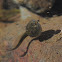 Tadpole