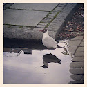 Black-headed Gull