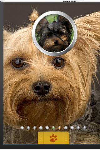 【免費個人化App】Yorkshire Terrier Theme-APP點子