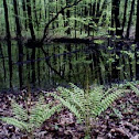 Cinnamon Ferns