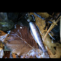 Brook trout