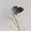 Western Pygmy Blue