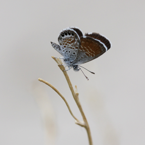 Spotting Image 1