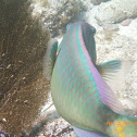 Spotlight Parrotfish
