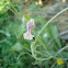 Silene