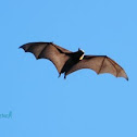 Grey-headed Flying Fox