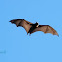 Grey-headed Flying Fox