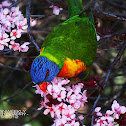 Rainbow Lorikeet