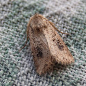 Moth