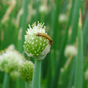 Spring Onion 葱