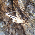 Grasshopper species (molted husk)