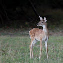 White tailed deer