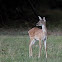 White tailed deer