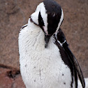 African Penguin