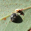 Furry ladybird beetle