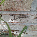 Praying Mantis