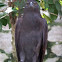 Black Eagle