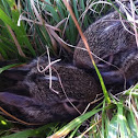 Rabbit
