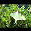 Luna Moth