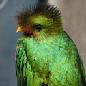 QUETZAL