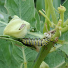 Monarch Caterpillar