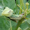 Monarch Caterpillar