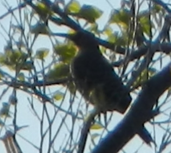 Spotting Image 1