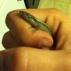 Great Plains Skink