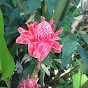 Torch Ginger